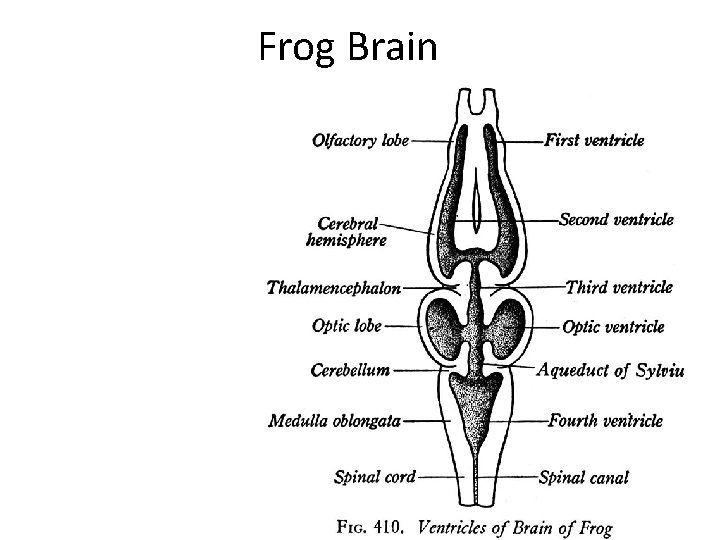 Frog Brain 