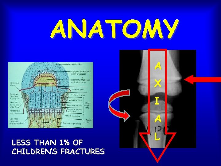 ANATOMY A X I A LESS THAN 1% OF CHILDREN’S FRACTURES L 