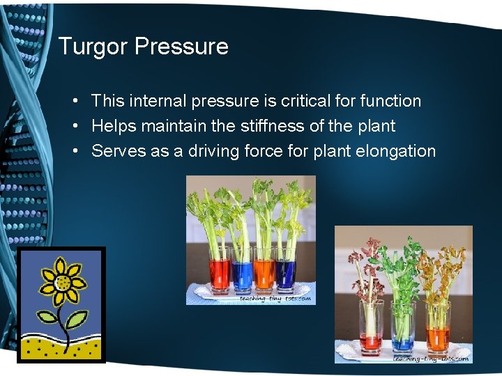 Turgor Pressure • This internal pressure is critical for function • Helps maintain the