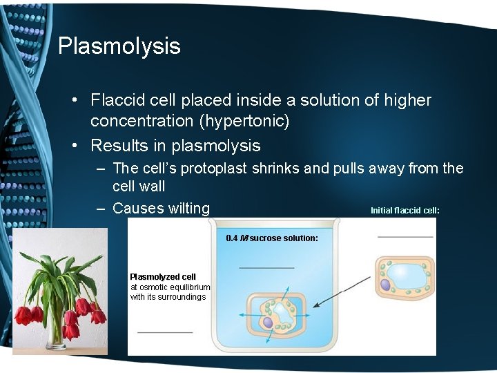 Plasmolysis • Flaccid cell placed inside a solution of higher concentration (hypertonic) • Results