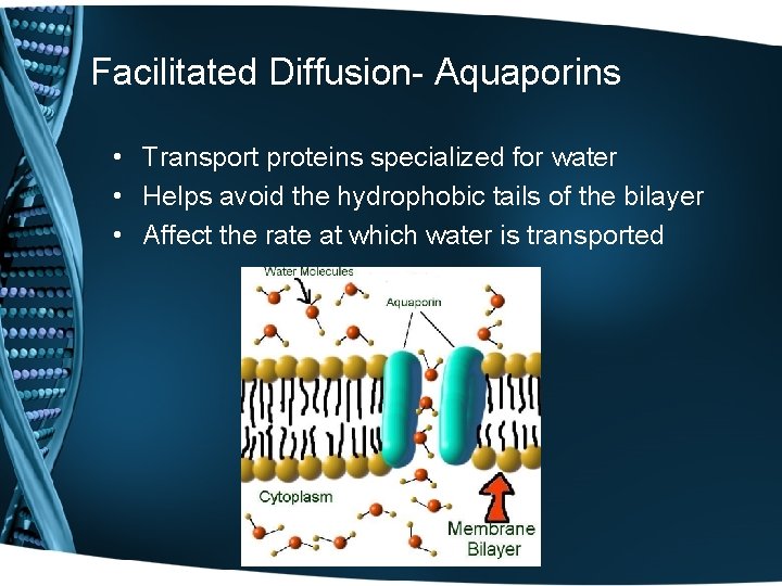 Facilitated Diffusion- Aquaporins • Transport proteins specialized for water • Helps avoid the hydrophobic