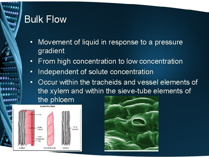 Bulk Flow • Movement of liquid in response to a pressure gradient • From