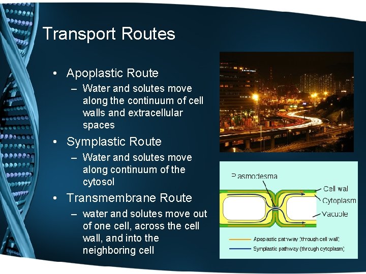 Transport Routes • Apoplastic Route – Water and solutes move along the continuum of