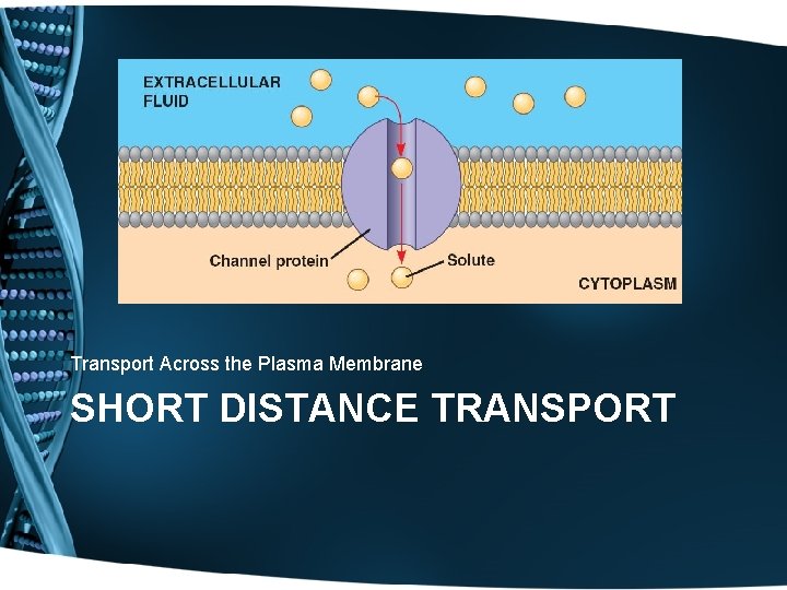 Transport Across the Plasma Membrane SHORT DISTANCE TRANSPORT 