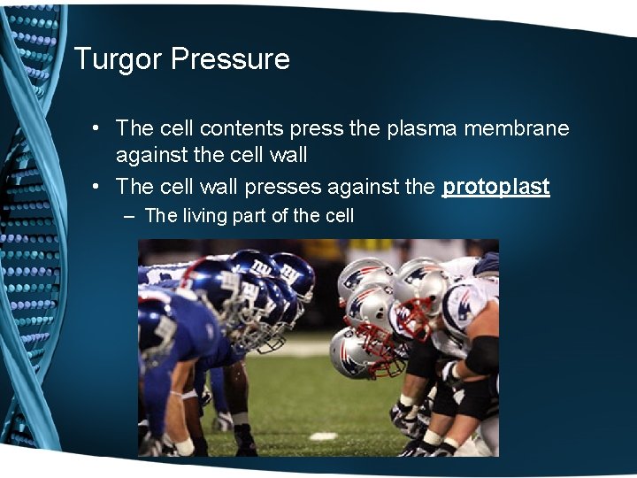 Turgor Pressure • The cell contents press the plasma membrane against the cell wall