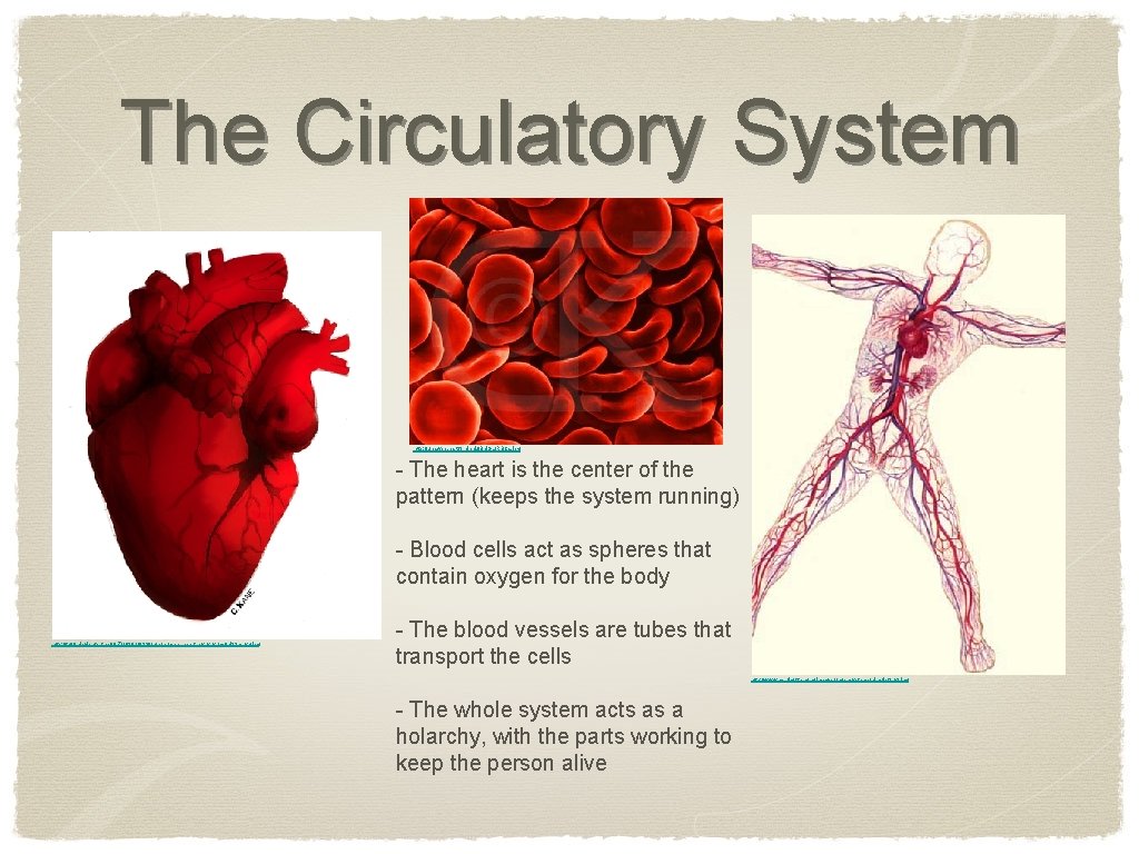 The Circulatory System http: //uhaweb. hartford. edu/BUGL/RBCs. jpg - The heart is the center