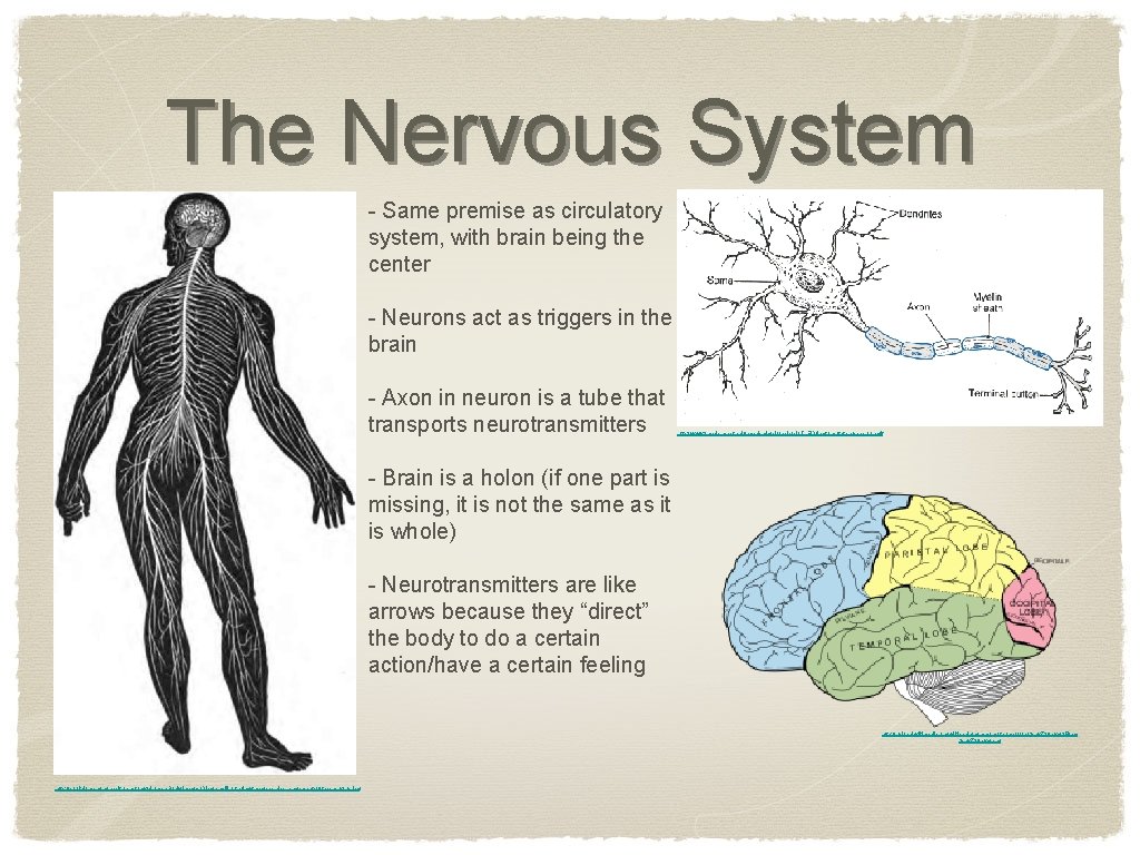 The Nervous System - Same premise as circulatory system, with brain being the center