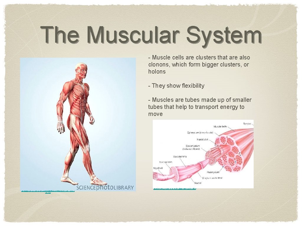 The Muscular System - Muscle cells are clusters that are also clonons, which form
