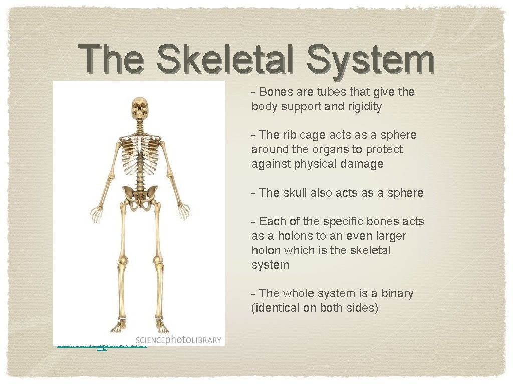 The Skeletal System - Bones are tubes that give the body support and rigidity