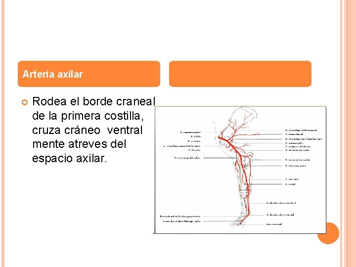 Arteria axilar Rodea el borde craneal de la primera costilla, cruza cráneo ventral mente