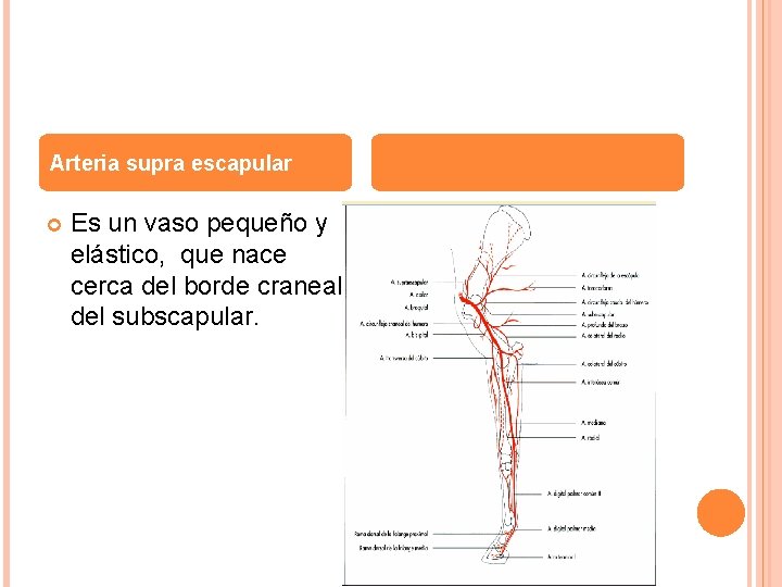 Arteria supra escapular Es un vaso pequeño y elástico, que nace cerca del borde