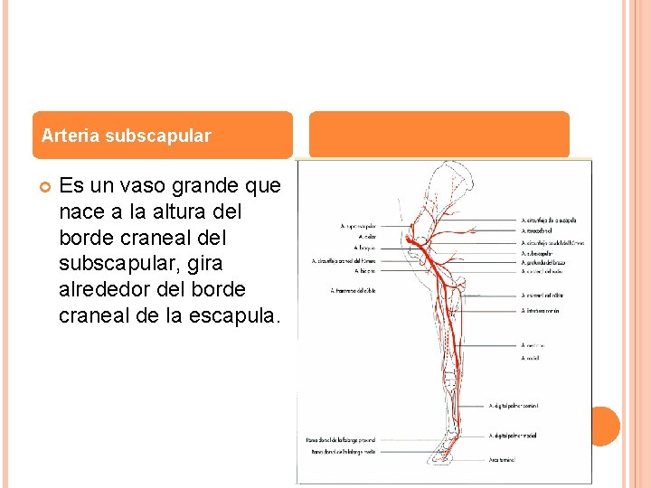 Arteria subscapular Es un vaso grande que nace a la altura del borde craneal