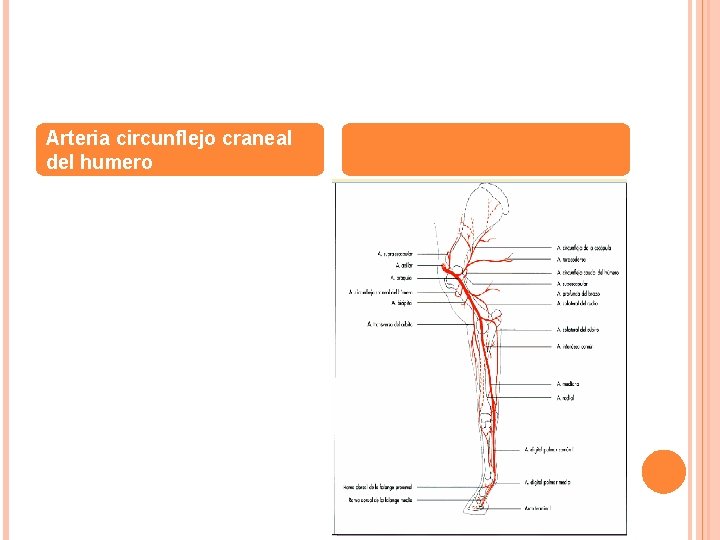 Arteria circunflejo craneal del humero 