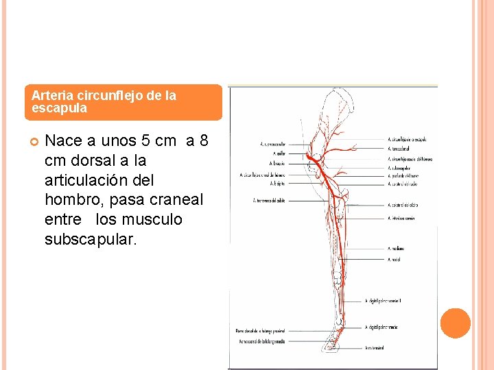 Arteria circunflejo de la escapula Nace a unos 5 cm a 8 cm dorsal