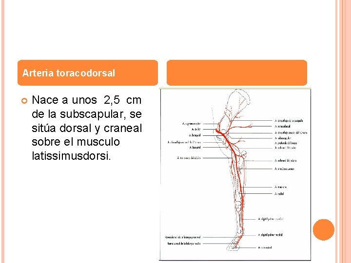 Arteria toracodorsal Nace a unos 2, 5 cm de la subscapular, se sitúa dorsal