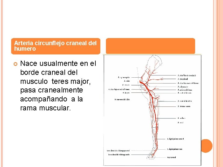 Arteria circunflejo craneal del humero Nace usualmente en el borde craneal del musculo teres