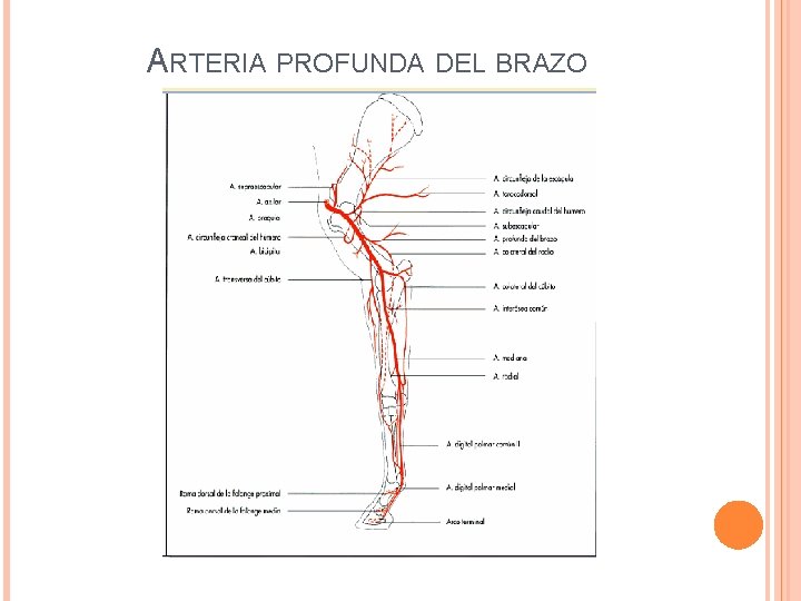 ARTERIA PROFUNDA DEL BRAZO 