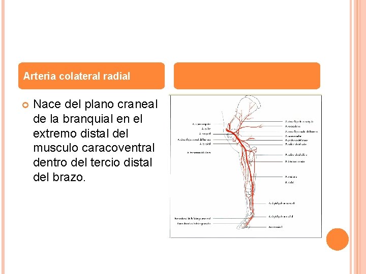 Arteria colateral radial Nace del plano craneal de la branquial en el extremo distal