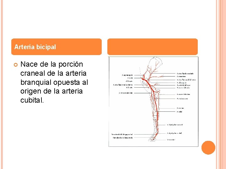 Arteria bicipal Nace de la porción craneal de la arteria branquial opuesta al origen