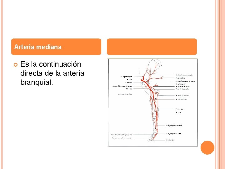 Arteria mediana Es la continuación directa de la arteria branquial. 
