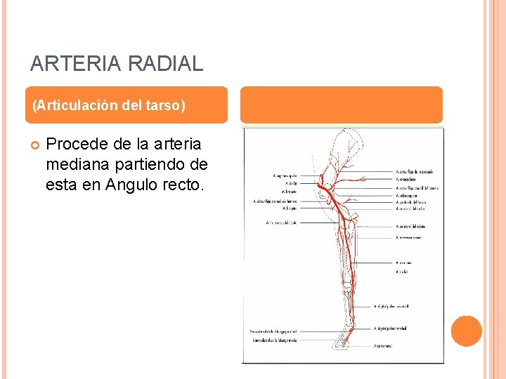 ARTERIA RADIAL (Articulación del tarso) Procede de la arteria mediana partiendo de esta en