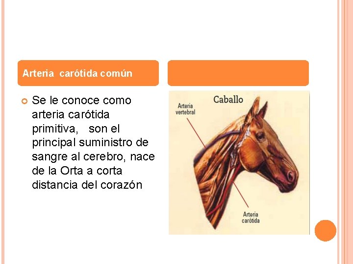 Arteria carótida común Se le conoce como arteria carótida primitiva, son el principal suministro