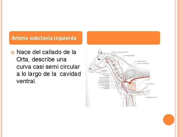 Arteria subclavia izquierda Nace del callado de la Orta, describe una curva casi semi