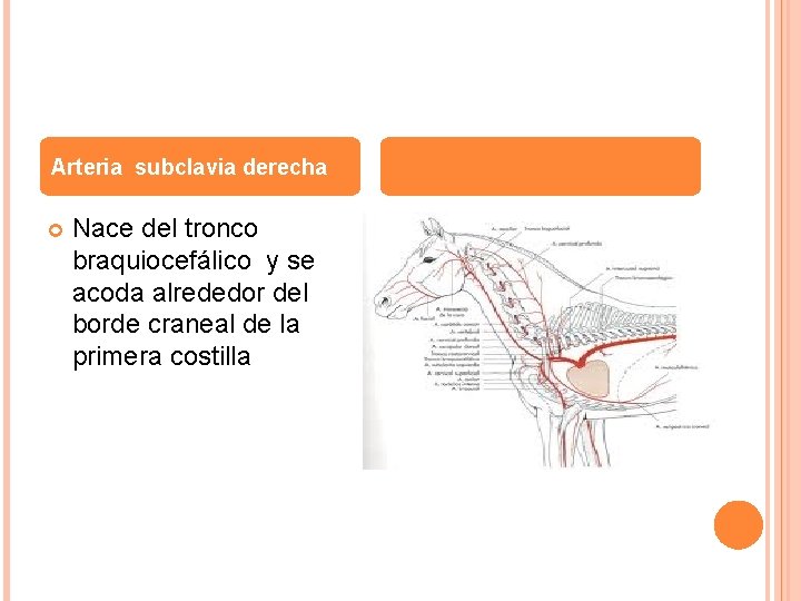 Arteria subclavia derecha Nace del tronco braquiocefálico y se acoda alrededor del borde craneal