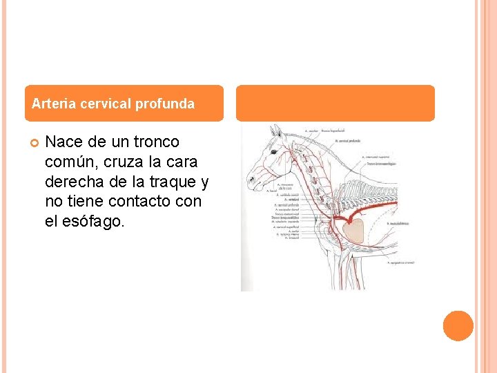 Arteria cervical profunda Nace de un tronco común, cruza la cara derecha de la