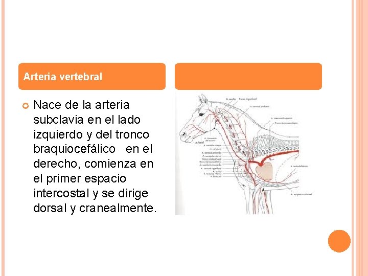 Arteria vertebral Nace de la arteria subclavia en el lado izquierdo y del tronco
