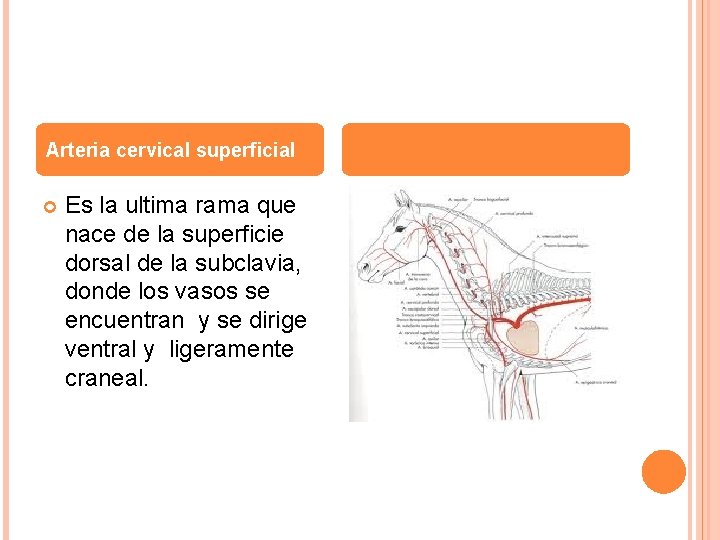 Arteria cervical superficial Es la ultima rama que nace de la superficie dorsal de