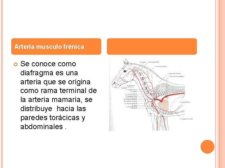 Arteria musculo frénica Se conoce como diafragma es una arteria que se origina como