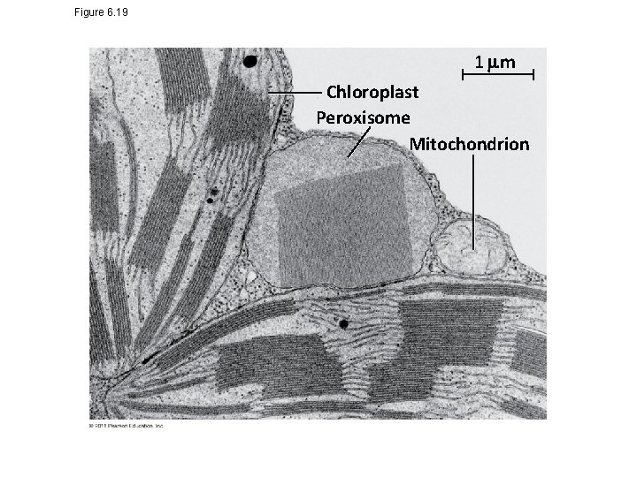 Figure 6. 19 1 m Chloroplast Peroxisome Mitochondrion 