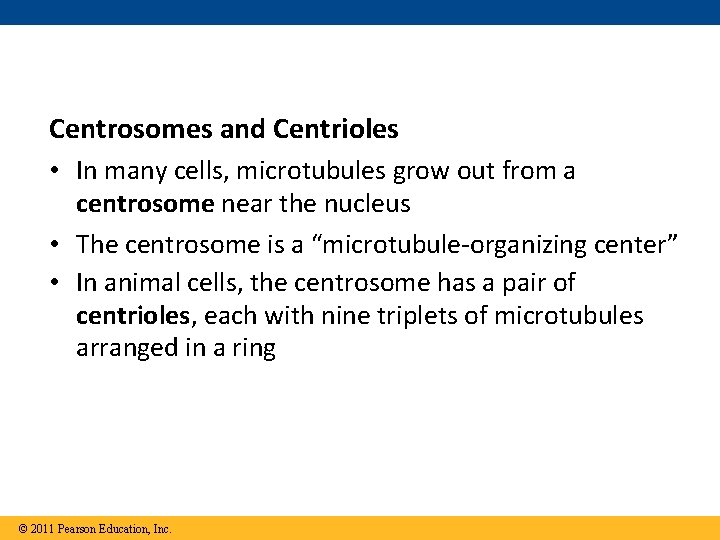 Centrosomes and Centrioles • In many cells, microtubules grow out from a centrosome near