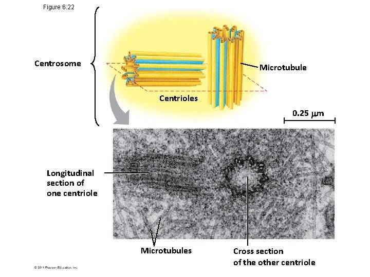 Figure 6. 22 Centrosome Microtubule Centrioles 0. 25 m Longitudinal section of one centriole