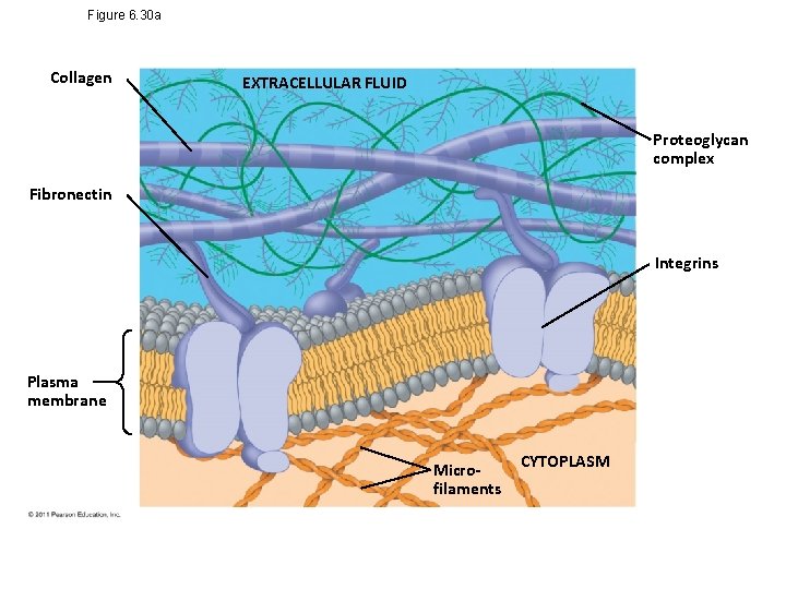 Figure 6. 30 a Collagen EXTRACELLULAR FLUID Proteoglycan complex Fibronectin Integrins Plasma membrane Microfilaments