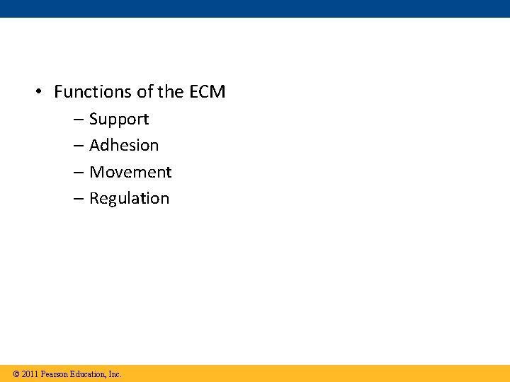  • Functions of the ECM – Support – Adhesion – Movement – Regulation