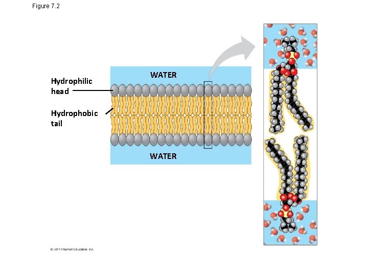 Figure 7. 2 Hydrophilic head WATER Hydrophobic tail WATER 