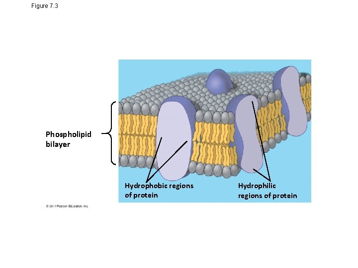 Figure 7. 3 Phospholipid bilayer Hydrophobic regions of protein Hydrophilic regions of protein 