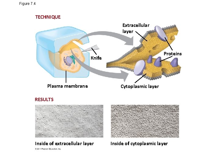 Figure 7. 4 TECHNIQUE Extracellular layer Proteins Knife Plasma membrane Cytoplasmic layer RESULTS Inside