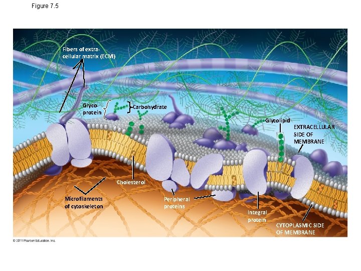 Figure 7. 5 Fibers of extracellular matrix (ECM) Glycoprotein Carbohydrate Glycolipid EXTRACELLULAR SIDE OF