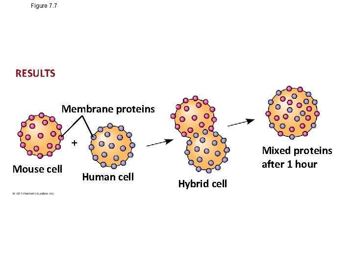 Figure 7. 7 RESULTS Membrane proteins Mouse cell Human cell Mixed proteins after 1