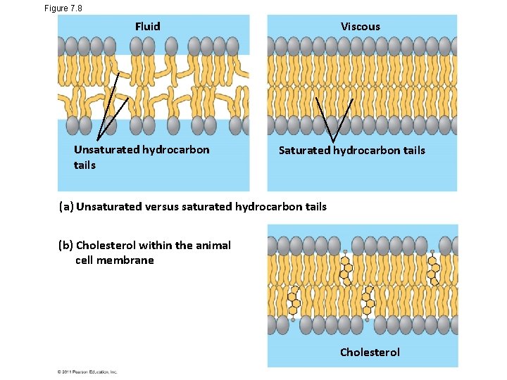 Figure 7. 8 Viscous Fluid Unsaturated hydrocarbon tails Saturated hydrocarbon tails (a) Unsaturated versus