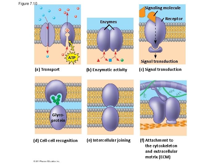 Figure 7. 10 Signaling molecule Enzymes ATP (a) Transport Receptor Signal transduction (b) Enzymatic