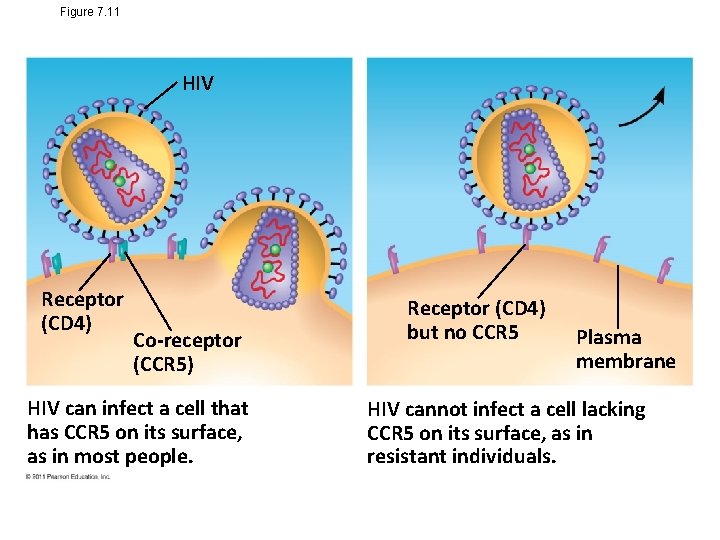 Figure 7. 11 HIV Receptor (CD 4) Co-receptor (CCR 5) HIV can infect a
