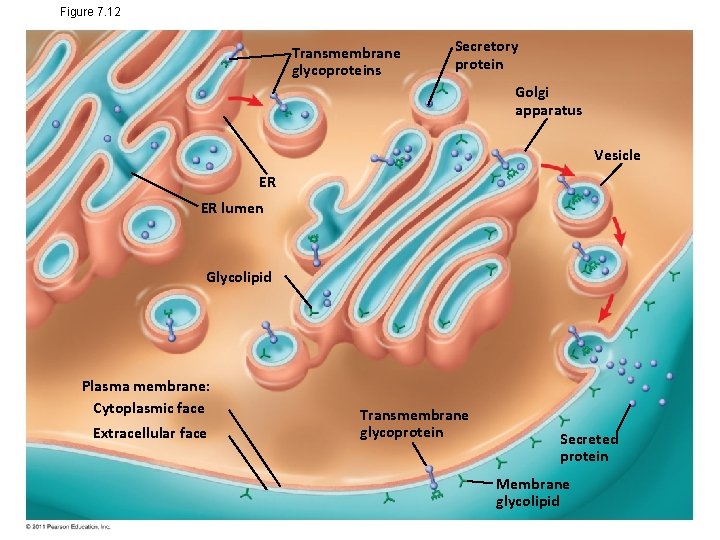 Figure 7. 12 Transmembrane glycoproteins Secretory protein Golgi apparatus Vesicle ER ER lumen Glycolipid