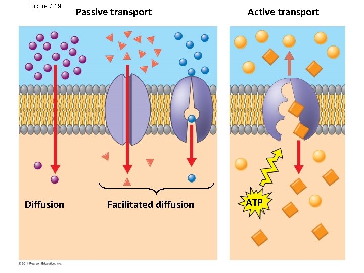 Figure 7. 19 Diffusion Passive transport Facilitated diffusion Active transport ATP 