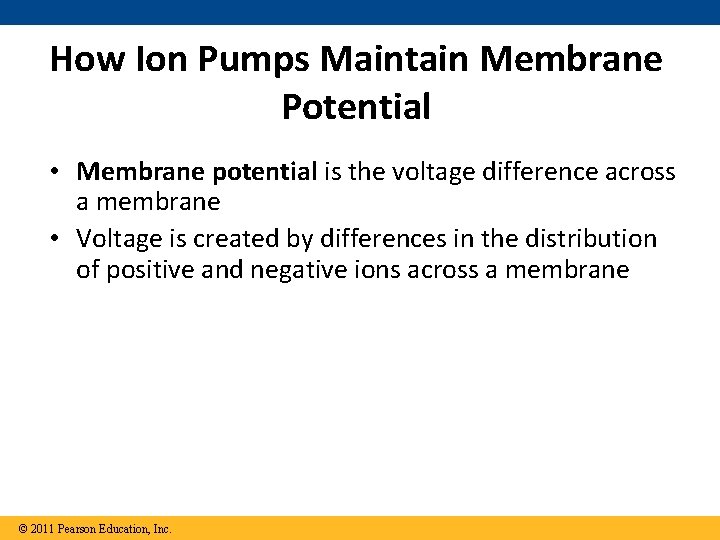 How Ion Pumps Maintain Membrane Potential • Membrane potential is the voltage difference across