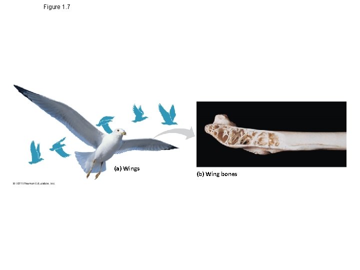 Figure 1. 7 (a) Wings (b) Wing bones 