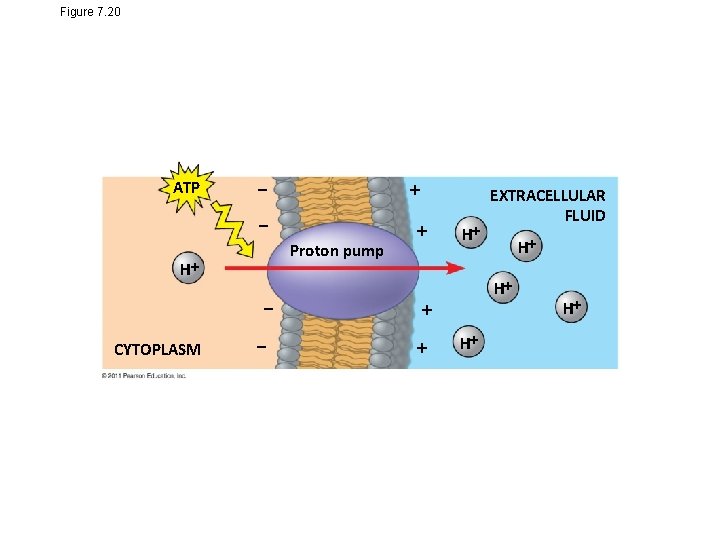 Figure 7. 20 ATP Proton pump H CYTOPLASM H H H EXTRACELLULAR FLUID H